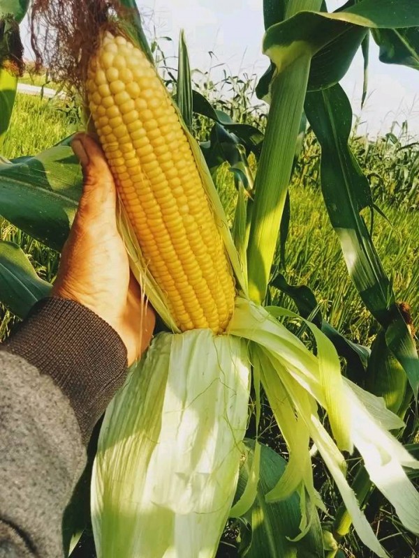 Sweetcorn Asian Honey from Indonesia